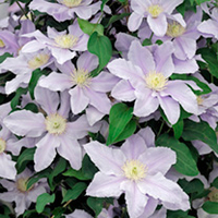 Clematis Plant - Boulevard Esme