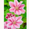 Clematis Plant - Dr Ruppel
