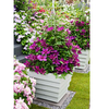 Clematis Plant - Fleuri