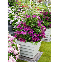 Clematis Plant - Fleuri