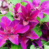 Clematis Plant - Fleuri