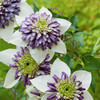 Clematis Plant - Garland Viennetta