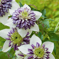 Clematis Plant - Garland Viennetta