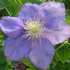 Clematis Plant - General Sikorski
