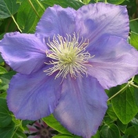 Clematis Plant - General Sikorski