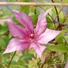 Clematis Plant - Giselle