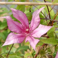 Clematis Plant - Giselle