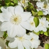 Clematis Plant - Guernsey Cream