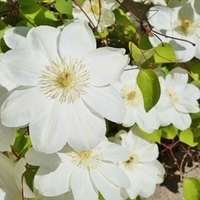 Clematis Plant - Guernsey Cream