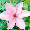 Clematis Plant - Hagley Hybrid
