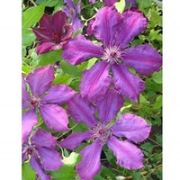 Clematis Plant - Honora