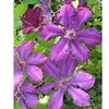 Clematis Plant - Honora