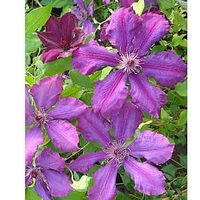 Clematis Plant - Honora