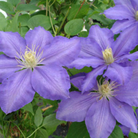 Clematis Plant - Lasurstern