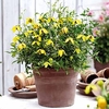 Clematis Plant - Little Lemons