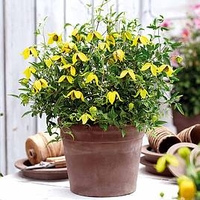Clematis Plant - Little Lemons