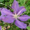 Clematis Plant - Luther Burbank
