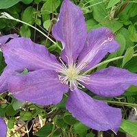 Clematis Plant - Luther Burbank