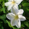 Clematis Plant - 
