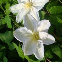 Clematis Plant - 