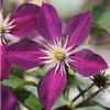 Clematis Plant - Mikelite