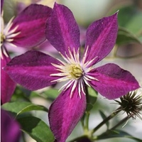 Clematis Plant - Mikelite