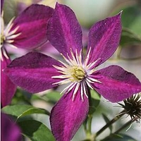 Clematis Plant - Mikelite
