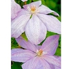 Clematis Plant - Mrs Cholmondeley