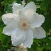 Clematis Plant - Mrs George Jackman