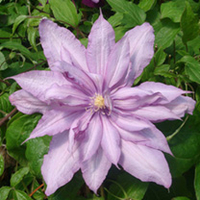 Clematis Plant - Mrs Spencer Castle