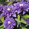 Clematis Plant - Multi Blue