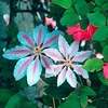 Clematis Plant - Nelly Moser
