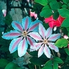 Clematis Plant - Nelly Moser