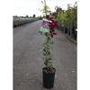 Clematis Plant - Niobe