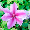 Clematis Plant - Ooh La La