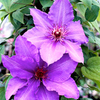 Clematis Plant - Parisienne