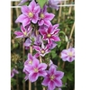 Clematis Plant - Piilu
