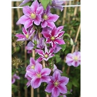 Clematis Plant - Piilu