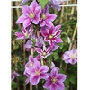 Clematis Plant - Piilu