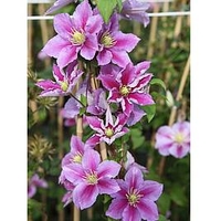 Clematis Plant - Piilu