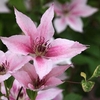 Clematis Plant - 