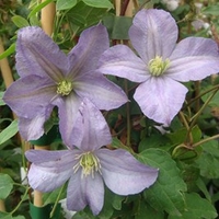 Clematis Plant - Prince Charles