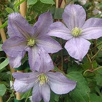 Clematis Plant - Prince Charles