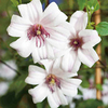 Clematis Plant - Princess Kate