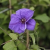 Clematis Plant - 
