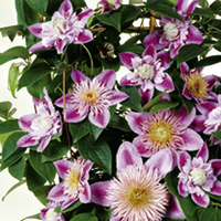 Clematis Plant - Regal Josephine