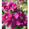 Clematis Plant - Rouge Cardinal