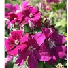 Clematis Plant - Rouge Cardinal