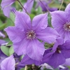Clematis Plant - Semu