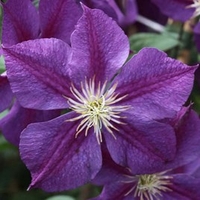 Clematis Plant - Star of India